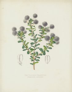 歯のあるクマノミ、Ceanothus Dentatus 作： English School